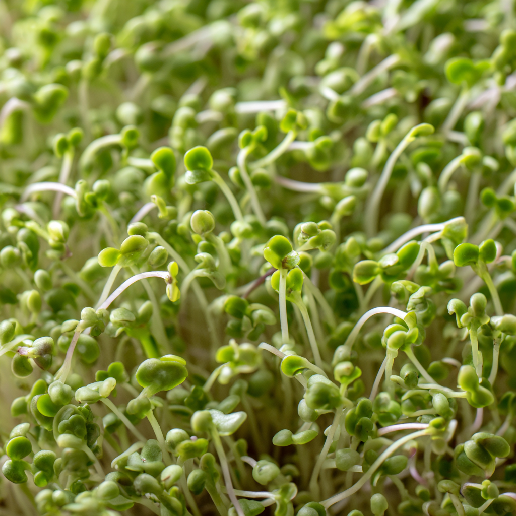 Gartenkresse als Microgreen: feine, dicht stehende Keimlinge mit kleinen hellgrünen Keimblättern.